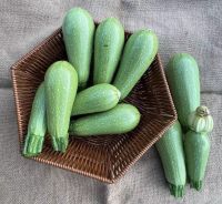 Hybrid Shorouq F1 Squash Seeds White