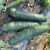 American Slicer Hybrid Cucumber Seeds For