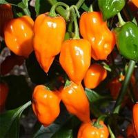 Hybrid Habanero Pepper Seeds Avanero Seeds