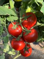 F1 Hybrid Tomato Seeds Greenhouse Hybrid