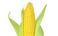 Cleaned And Graded Yellow Corn For