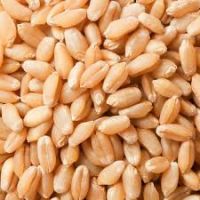 Bulk Supply of Export Grade Wheat Grain