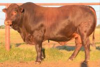 Premium Grass-Fed Beef &acirc;€“ Export