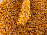 Yellow corn non GMO