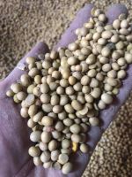 Soybean Seeds Non GMO