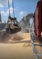 Soybean seeds non GMO