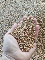 Milling wheat protein 12.50%