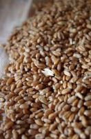 Milling wheat protein 12.50%