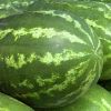 Watermelons