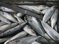 300-500g Frozen Mackerel Fish
