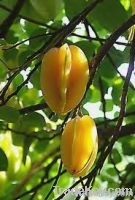 STAR FRUIT (CARAMBOLA