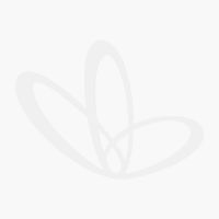 Selling Superberries - Blueberry Biltong 50g