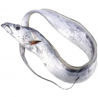 Frozen Fish Fresh Tilapia Supplier Block