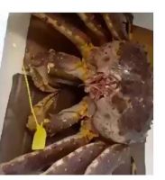 Frozen Alaskan King Crab Cheap Live