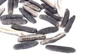 Dry Sea Cucumber China Dried Russian