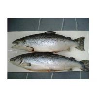 Premium IQF  Salmon Fish/ Frozen Salmon