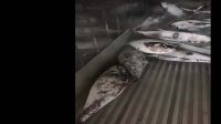 Wholesale Price Frozen Fish Bonito Tuna