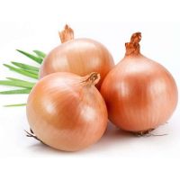New Crop Red Yellow Onion Fresh Vegetables Fresh Onion Wholesale Sale Fresh Onions