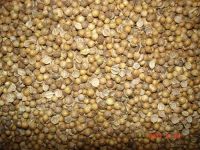 Best Coriander Seeds