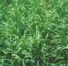 Ryegrass