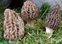 morels, wild mushrooms