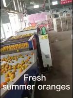 Fresh Lime Fresh Lemons Fresh Mandarins Fresh Valencia Oranges Sweet Fresh Large Oranges Navel Mandarin