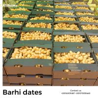  barhi dates
