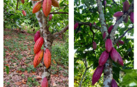 Brown Cocoa beans F2