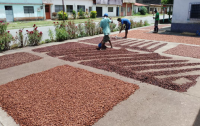 Cocoa beans Carenero, F1