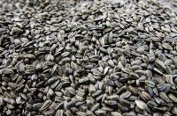 Sunflower Seeds