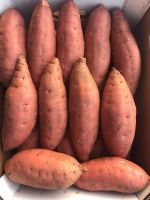 Egyland Sweet Potatoes, Egyptian Sweet Potatoes