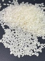 JAPONICA RICE
