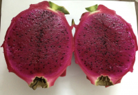 High Grade Natural Fresh Dragon Fruit