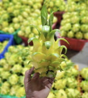 Premium Vietnam Fresh Dragon Fruit Made