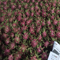 Vietnam Fresh Pink Dragon Fruit Made