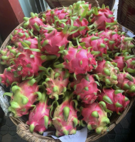 Bulk Supply Vietnam Fresh Dragon Fruit