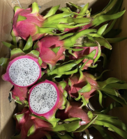 High Quality Natural Fresh Dragon Fruit