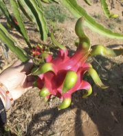 Vietnam Tropical Fresh Dragon Fruit With