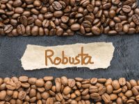 Robusta Coffee