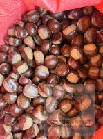 Fresh sweet chestnut