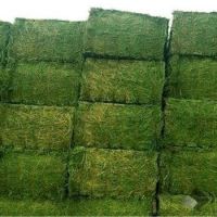 Fresh green alfalfa hay