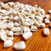 Human consumption dried white corn