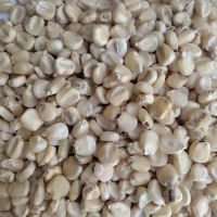 Quality sun dried white corn