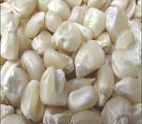Non gmo dried white maize
