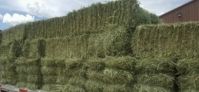 End of year sales alfalfa hay