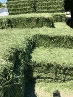 Animal feed Alfalfa hay