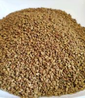 Fenugreek Seeds