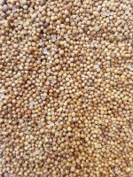 Coriander Seeds