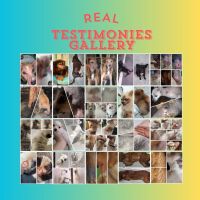 PET SKIN CARE, SUPERWORMS, HOME DECOR