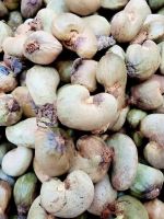 PREMIUM QUALITY OF "RAW CASHEW NUTS" FROM BENIN AVAILABLE